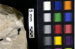 Foto (Detailansicht) von Goniodromites bidentatus (Reuss, 1858) (NHMW-GEO-1990-0041-0124)